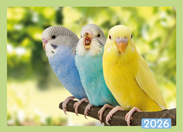 LOT DE 5 CALENDRIERS BIJOUX – Image 5