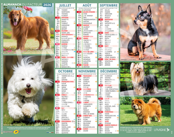 CHIENS/CHIOTS MULTI RACES – Image 2