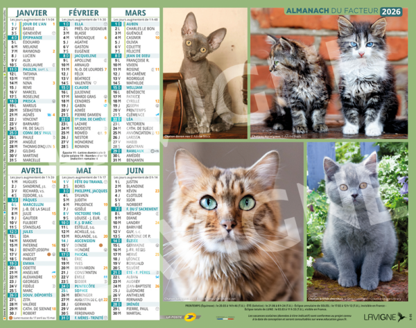 CHATONS MULTI PHOTOS – Image 2
